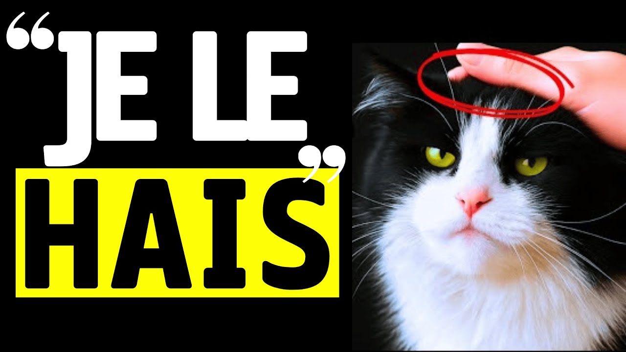 Ce que les chats détestent le plus:  9 choses pires que d’être portés!