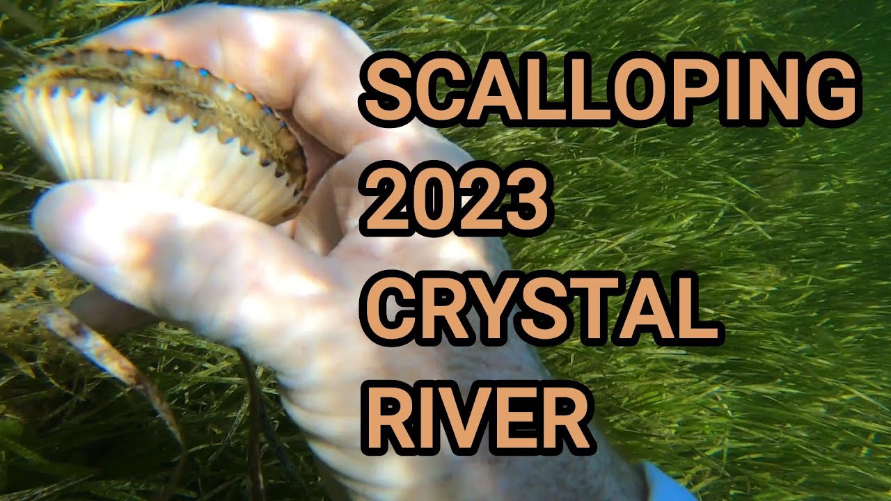 scalloping 2023