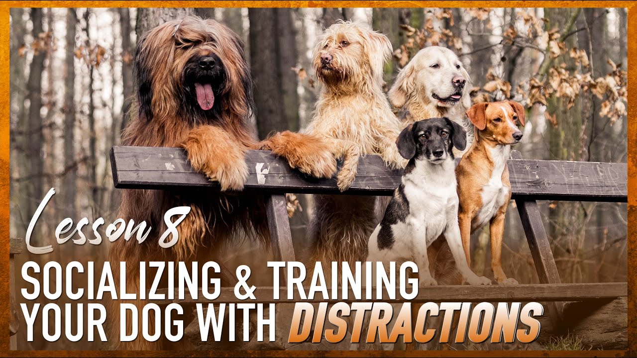 Socializing & Training Your Dog With Distractions