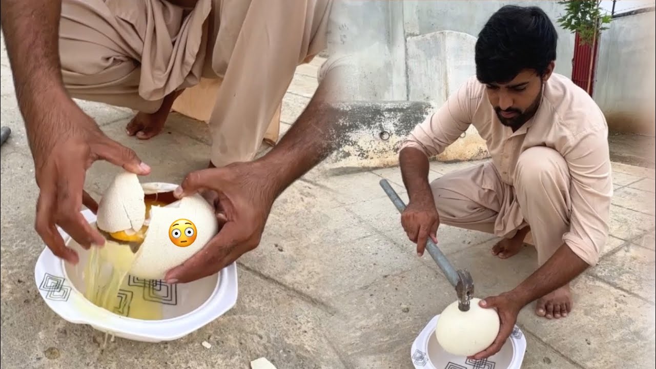 Ostrich Egg Ko Tor He Dia 🥳