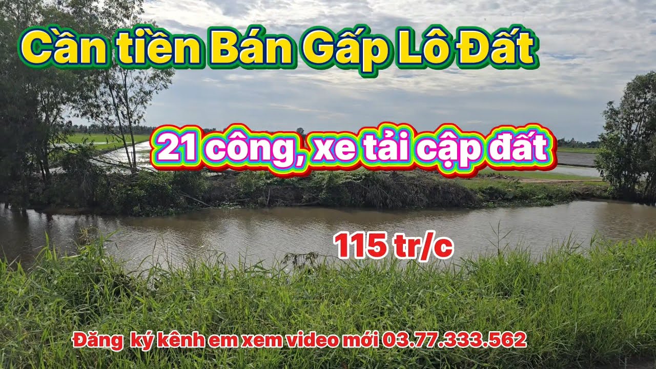 Cần tiền  phải  bán  rẻ  21 công đất lúa, tại thạnh hóa long an xe tải cập đất