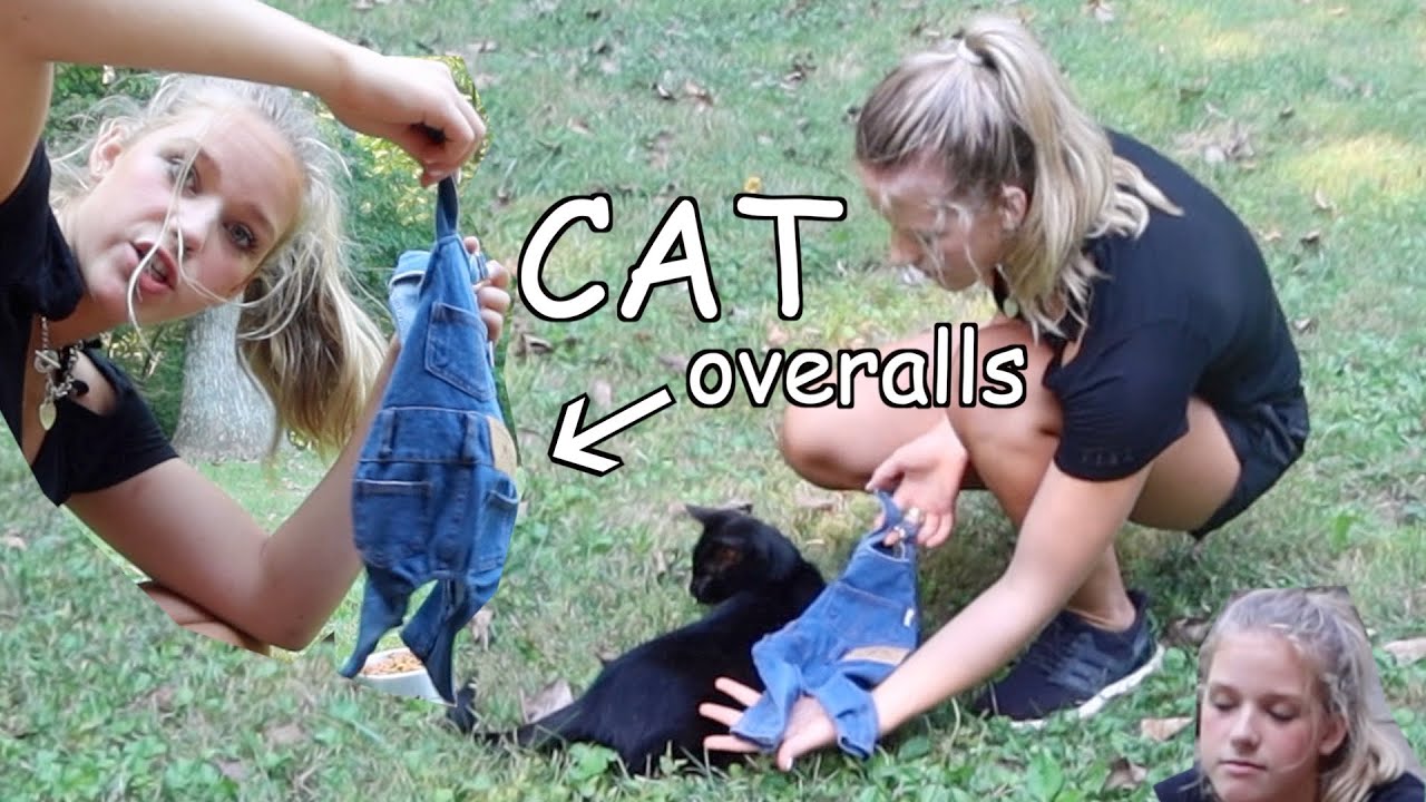 trying to put overalls on my cat