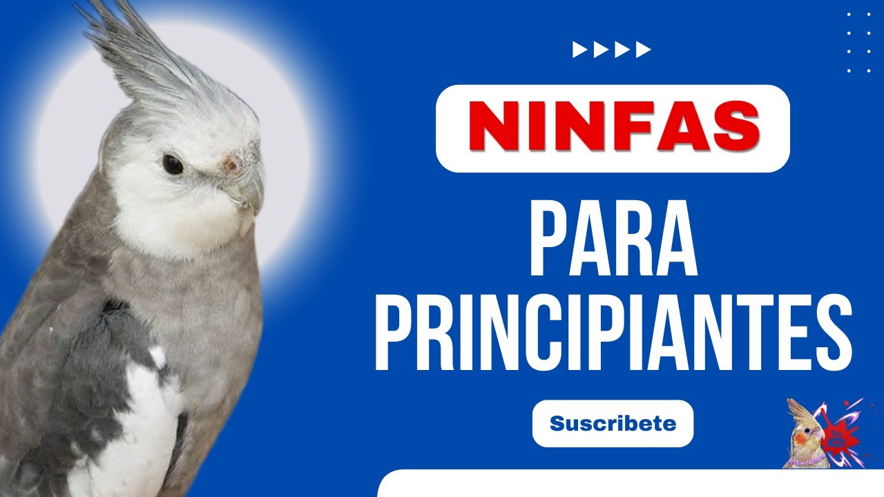 Mutaciones Para Iniciar Con las Ninfas