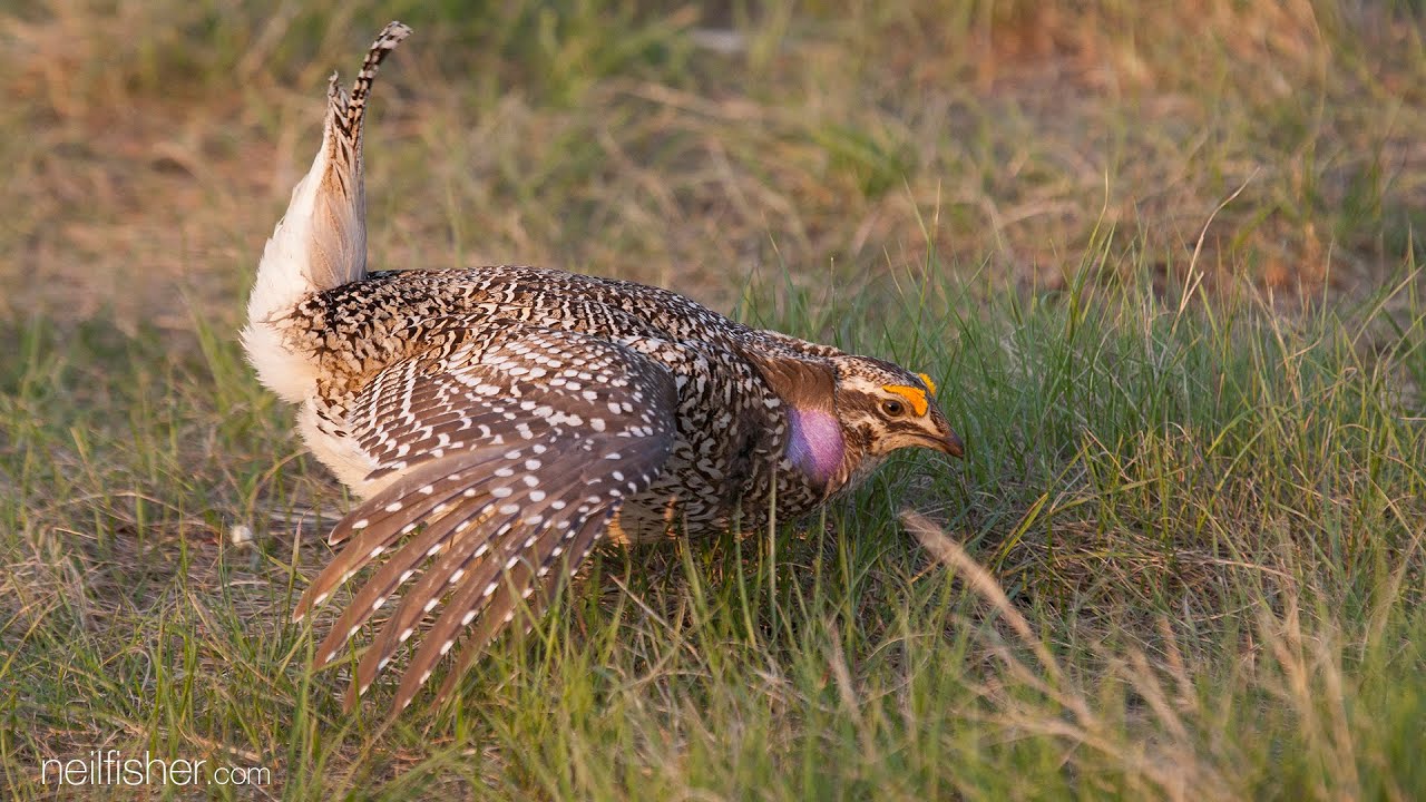 Sharp-tailed grouse