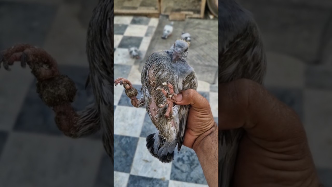 😲pigeon growth very fast😮 #youtube#short#video#viral#youtube#Arshid#pigeon#
