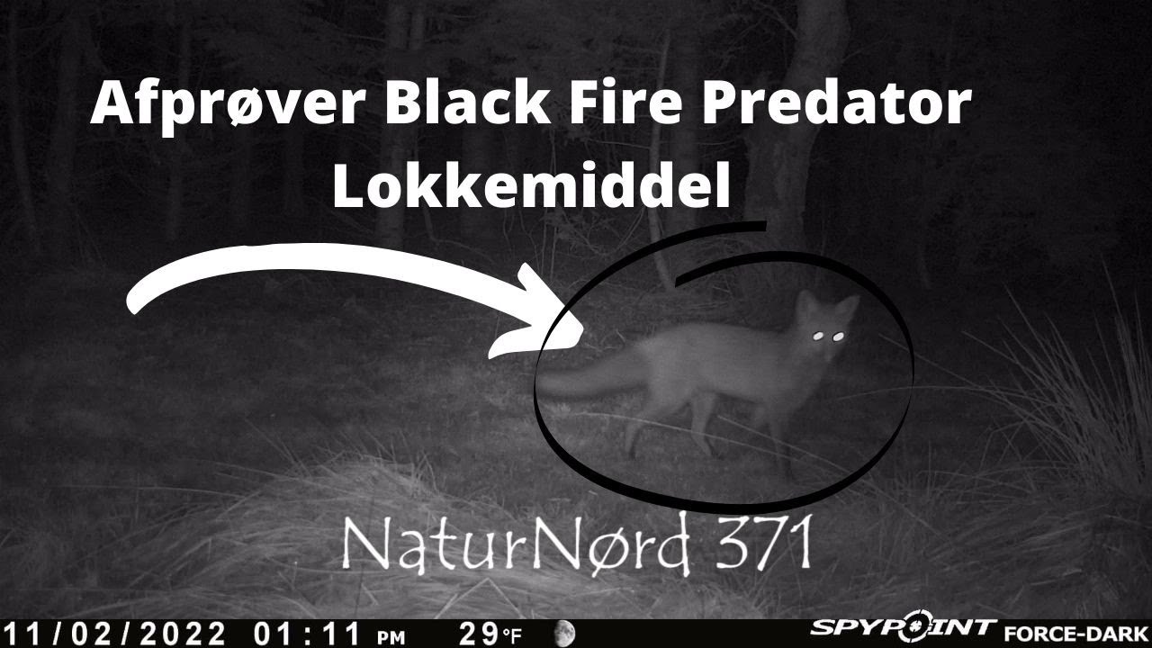 NaturNørd 371. Lokker Ræve og andre Rovdyr til !!!!