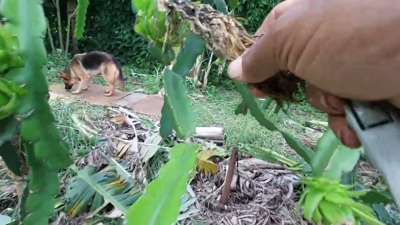 Pitaya produzindo 
