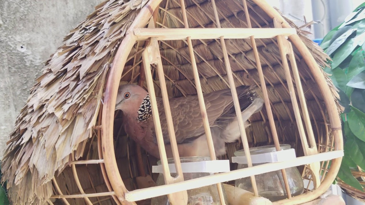Nuôi dưỡng chim cu gáy bổi - 