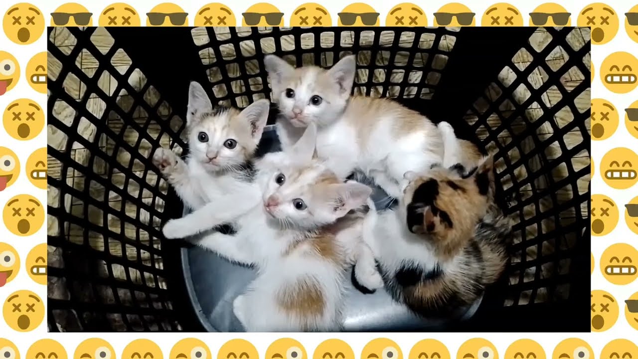 KITTENS ARE ANGELS WITH WHISKERS | playtime with #kittens