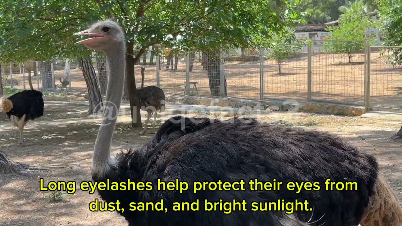@uniqefacts3 the uniqe facts for ostrich🦩