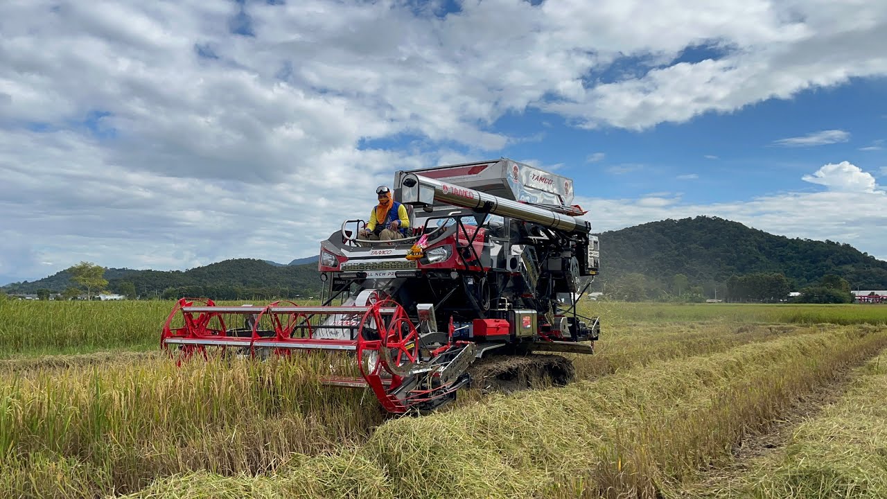 รถเกี่ยวข้าวแทมโก้ S9000E 2025 ใหม่แกะกล่องลงเกี่ยวข้าววันแรก..🔥🇹🇭 #tamco #รถเกี่ยวข้าว 
