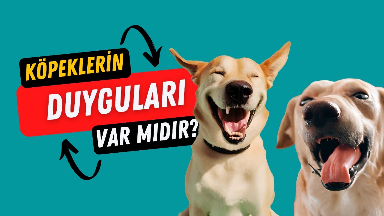 Köpeklerin Duyguları Var Mı? - Köpekler Neler Hisseder? | Köpek Eğitimi Videoları