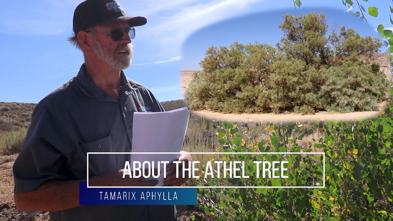 Story time and facts of the Athel tree (Tamarix aphylla)