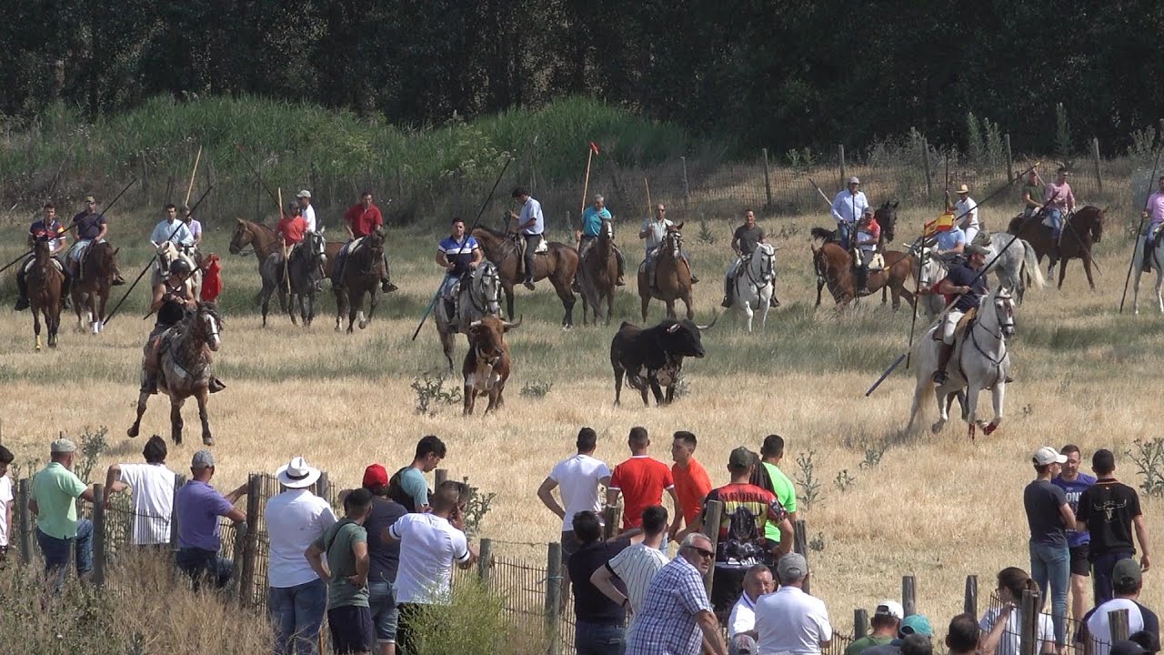Vadillo de la Guareña 2022 Encierro Mixto, del sabado 2º