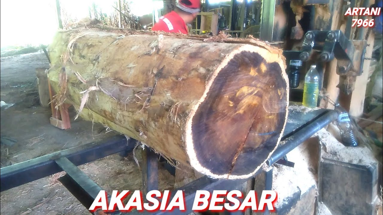 AKASIA BESAR