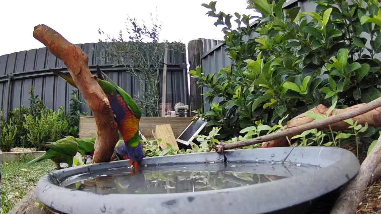 Australian Bird Bath Cam | 4/3/26 | yellow tailed black cockatoos | lorikeets | galah | peewees |