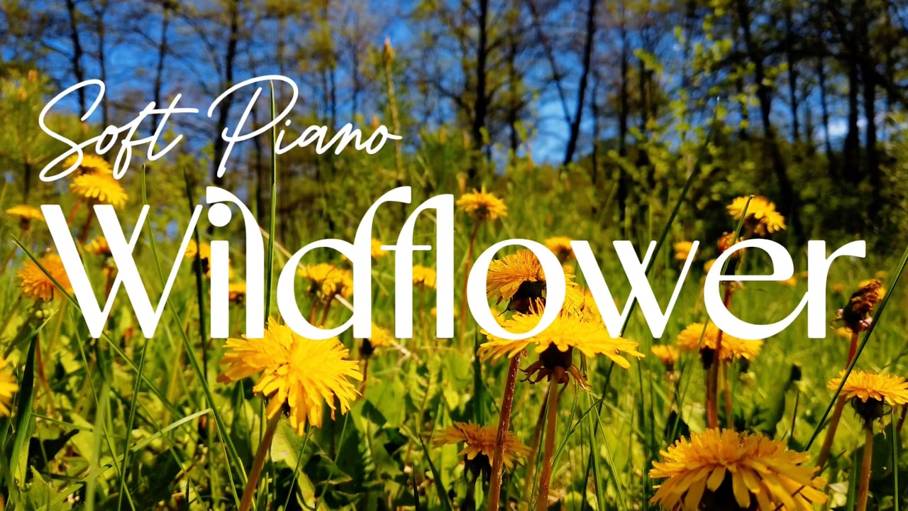 Wildflower Soft Piano | Nature's Gentle Soundtrack | Michael Behm Palermo Recorders