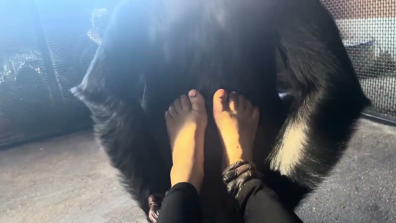 Bow Grooms Me & I Groom Bow: ASMR