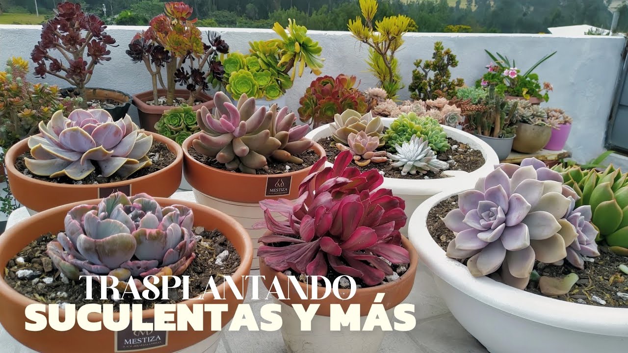 NUEVO Trasplantando juntos suculentas y más #230 #suculentas