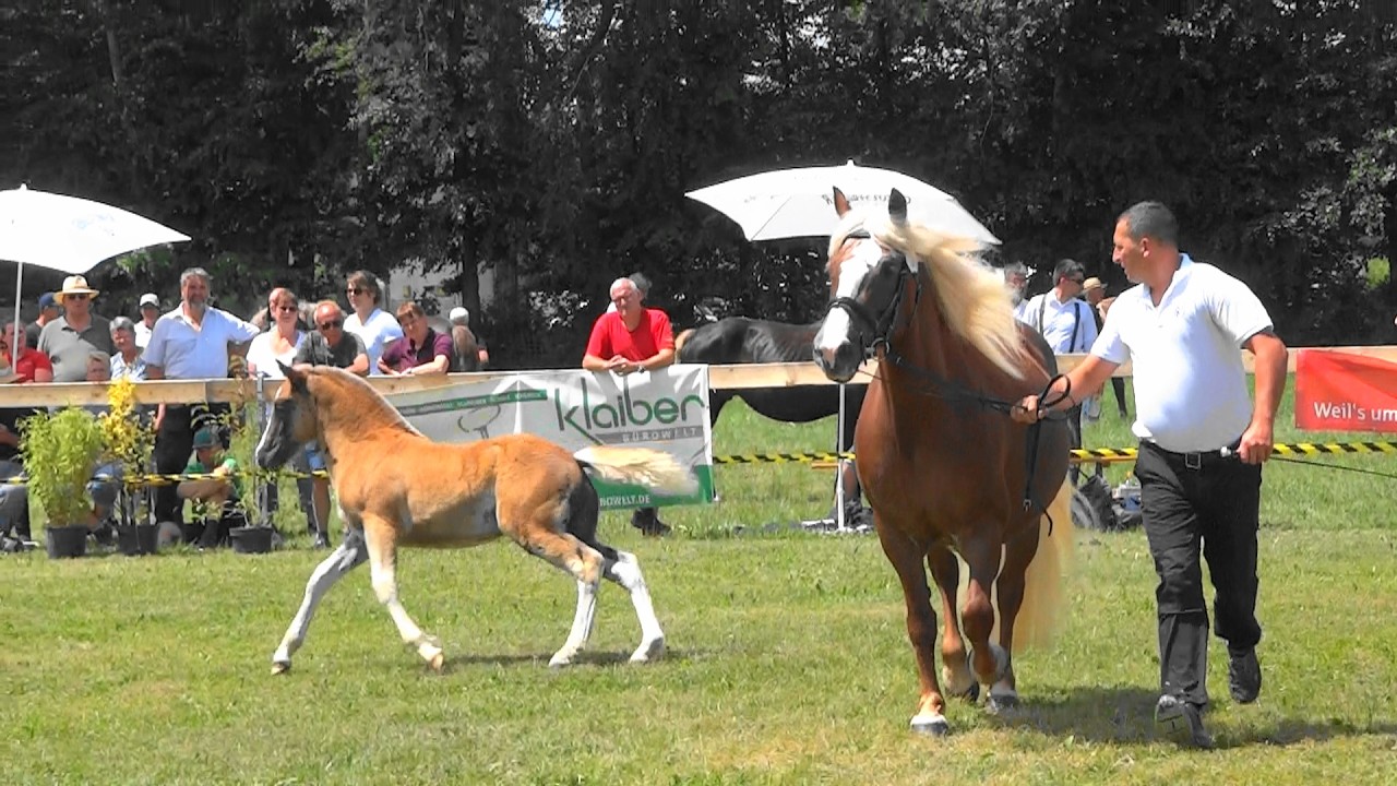 106. Röschen - SchwK Stute von Von Baden x Romi v. Wildhüter - Fohlenschau Pfullendorf - 24.06.2023