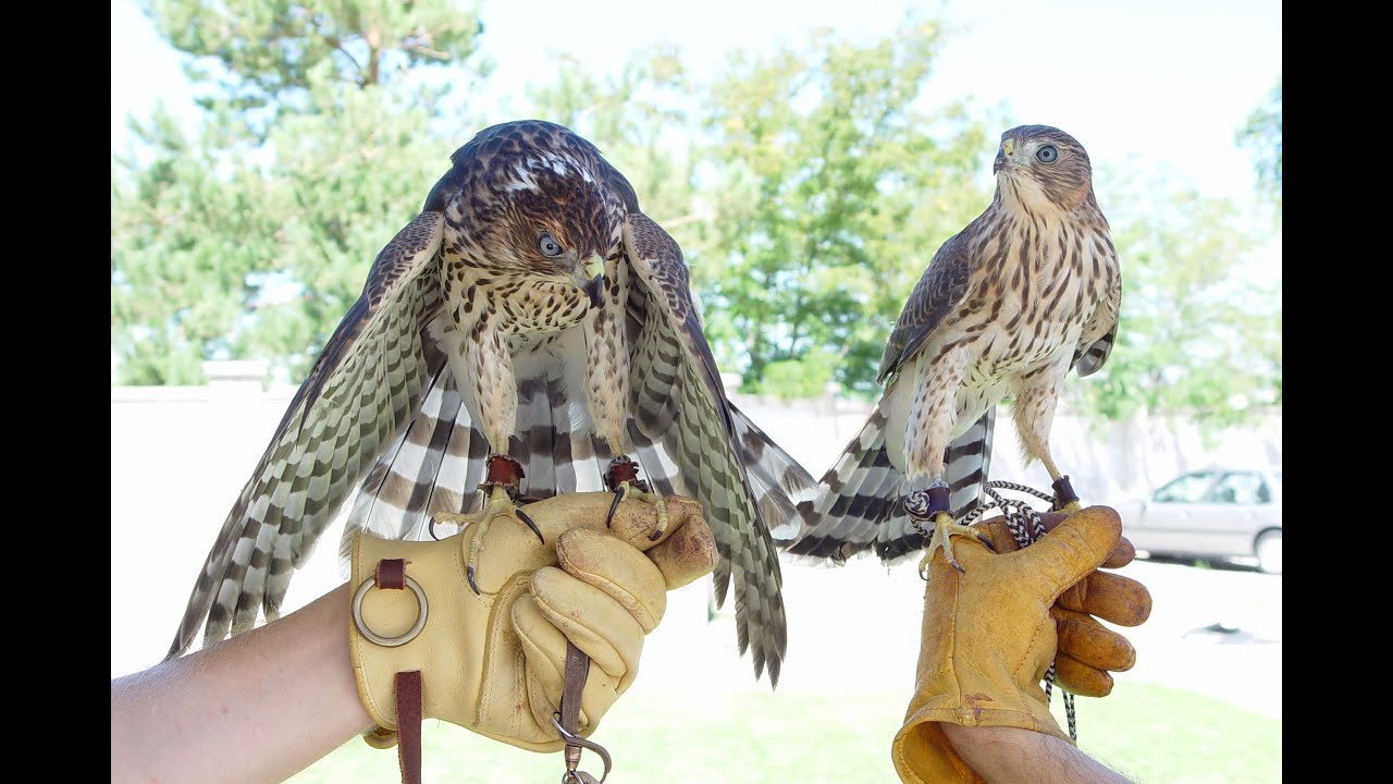 Falconry: Falcons, Accipiters, Buteos Part 1