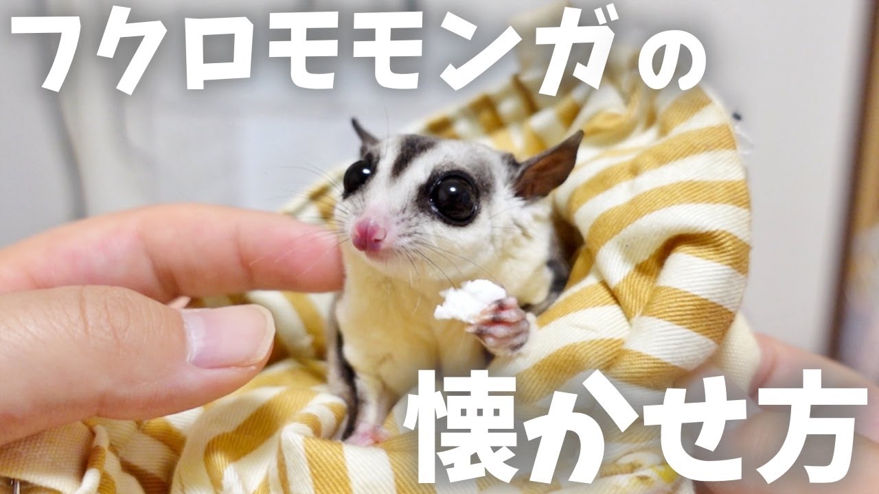【初心者必見！】フクロモモンガのなつかせ方！【飼い方】