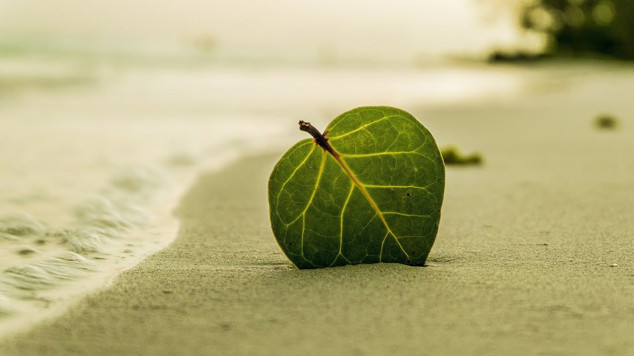 Most Beautiful & Relaxing Piano Music: Mediation Music, Romantic Music, Stress Relief, Soft Music
