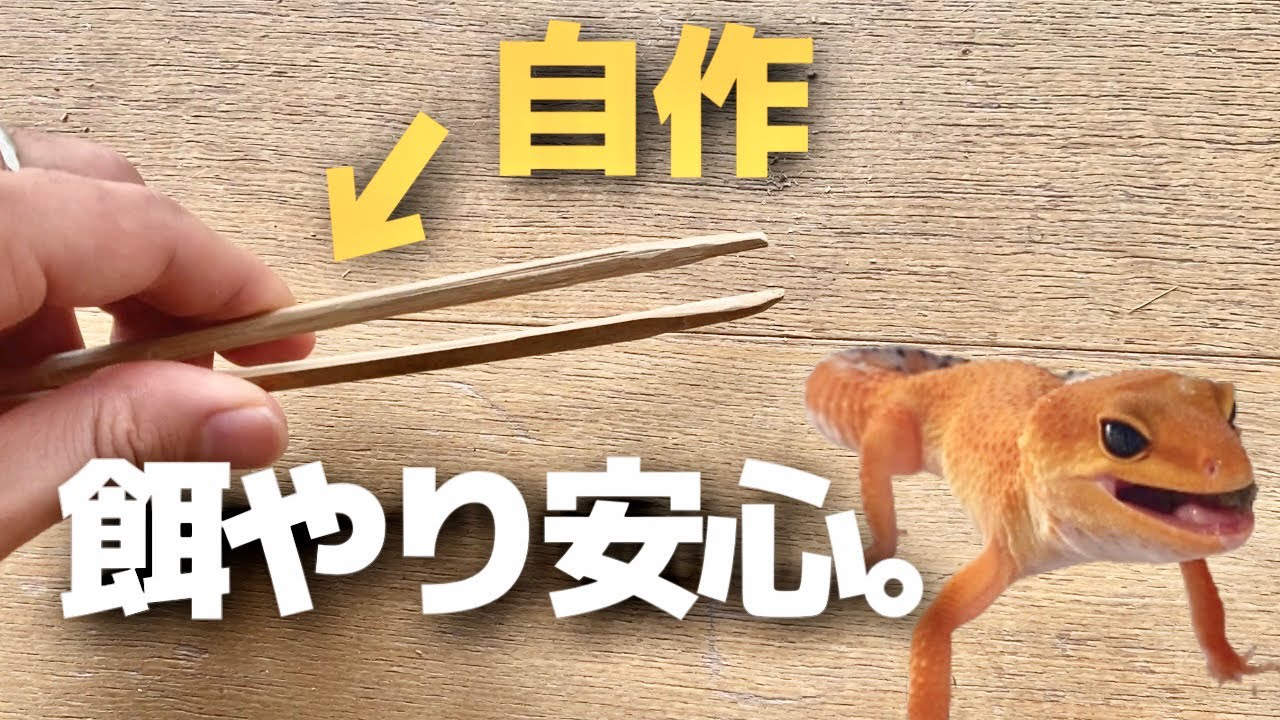 【爬虫類】可愛すぎるレオパのために竹のピンセットを作って餌をあげました。