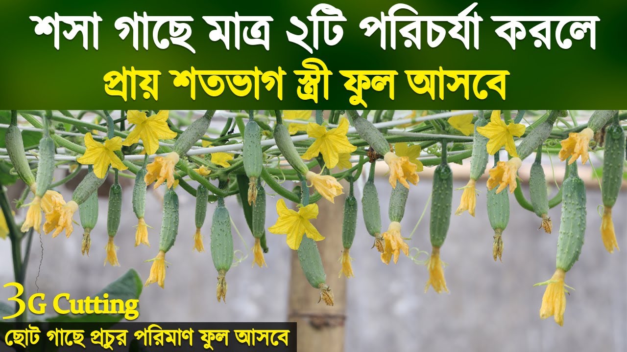 শসা গাছে মাত্র ২টি পরিচর্যা করলে শতভাগ স্ত্রী ফুল আসবে | দ্রুত শসা ধরানোর গোপন টিপস জানুন | Cucumber