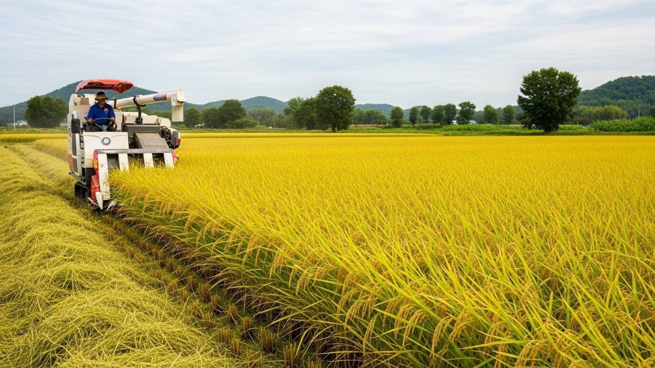 How Vietnamese Farmers Harvest Rice – Amazing Rice Planting and Harvesting Process