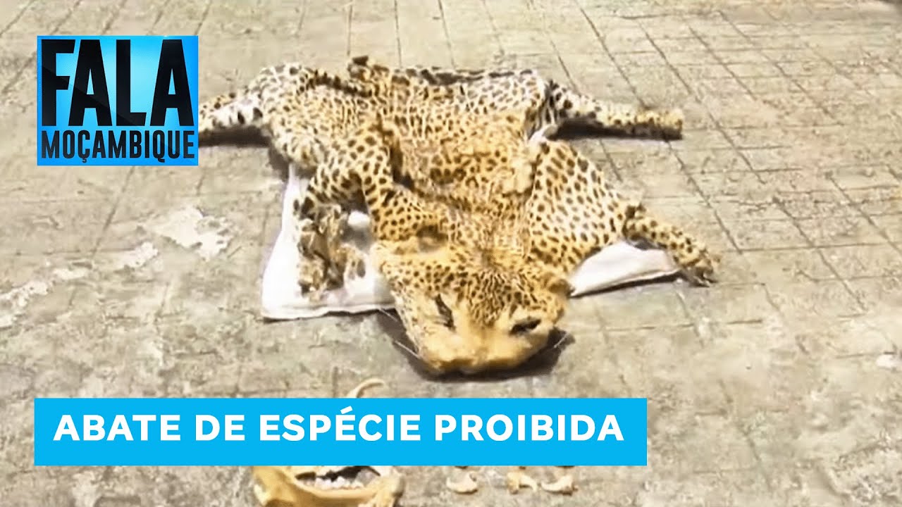 Dois camponeses foram detidos em Sofala por supostamente terem abatido um leopardo