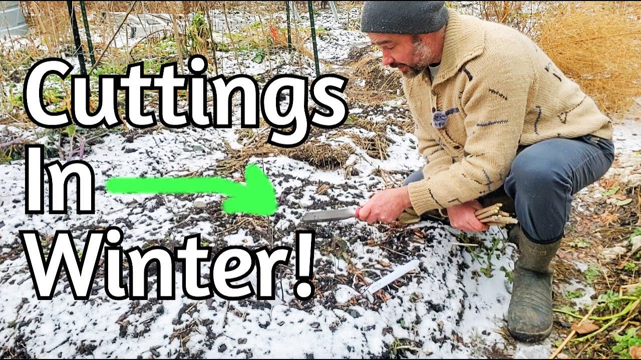 Hardwood Cuttings - What to do in winter!