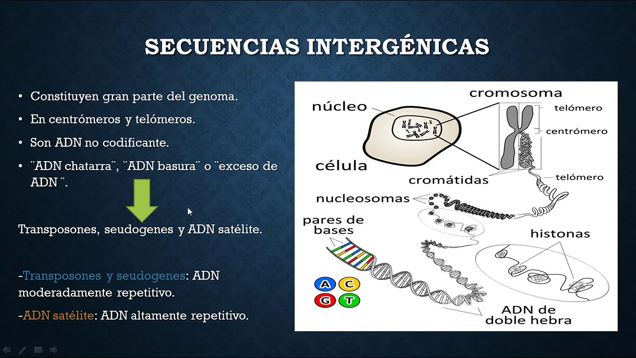 16 Transcripci&oacute;n
