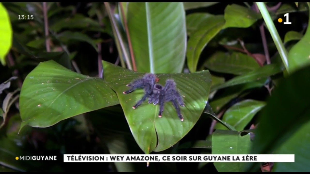 T&eacute;l&eacute;vision : Wey Amazone, ce soir sur Guyane la 1&egrave;re