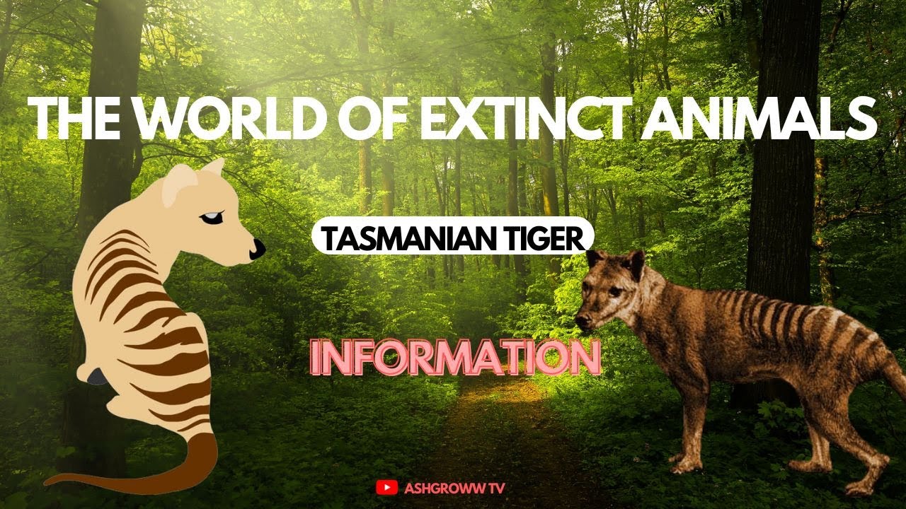 The Tasmanian Tiger Explained / the World of Extinct Animals