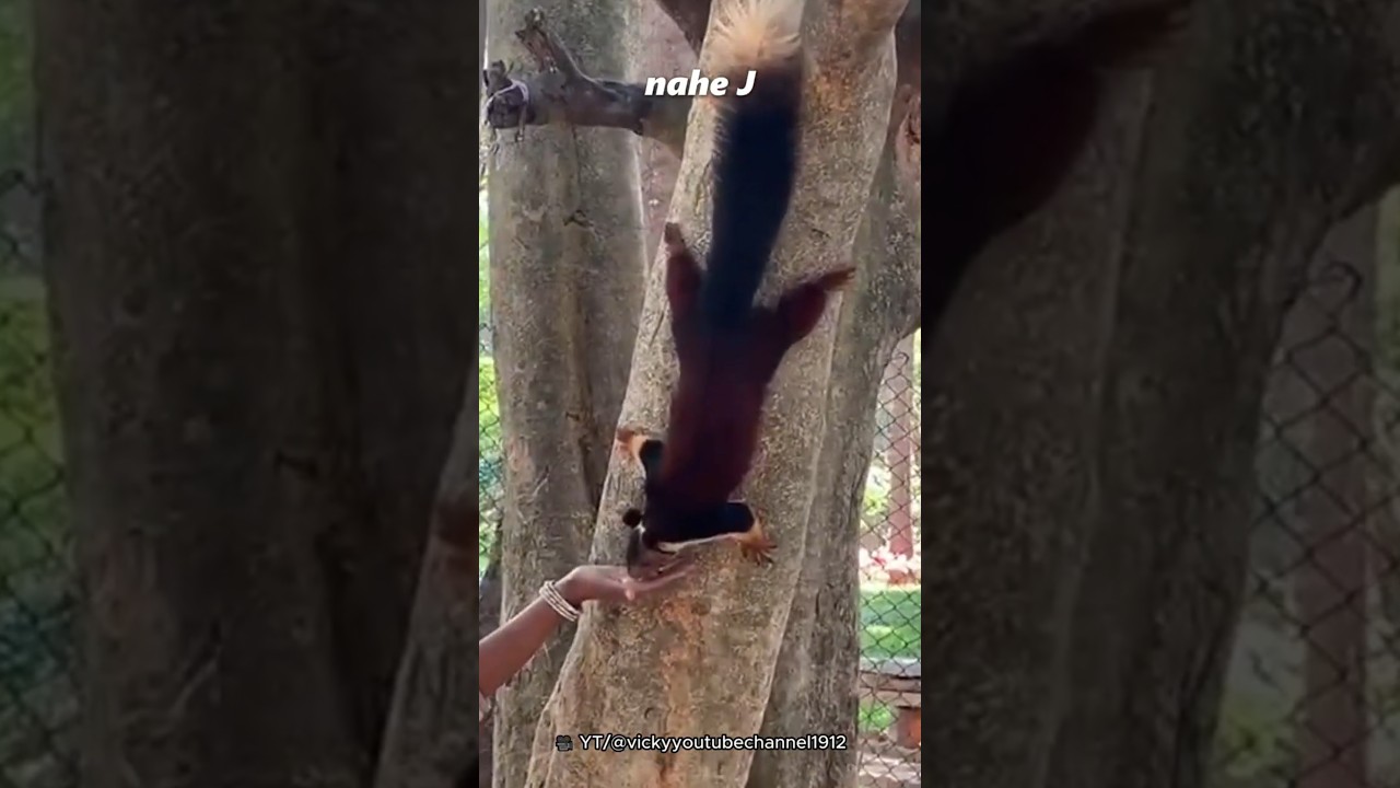 Is this the biggest squirrel?😱