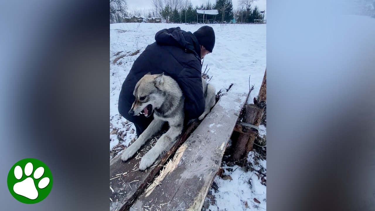 Man Rescues Wolf-Like Dog Trapped in Bridge