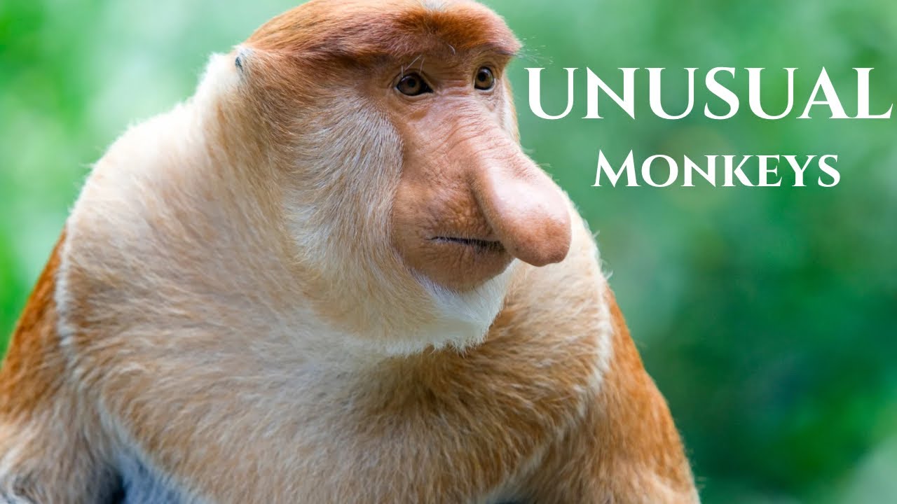 50 Most Unusual Monkeys in the World - You've Never Seen Monkeys Like This Before