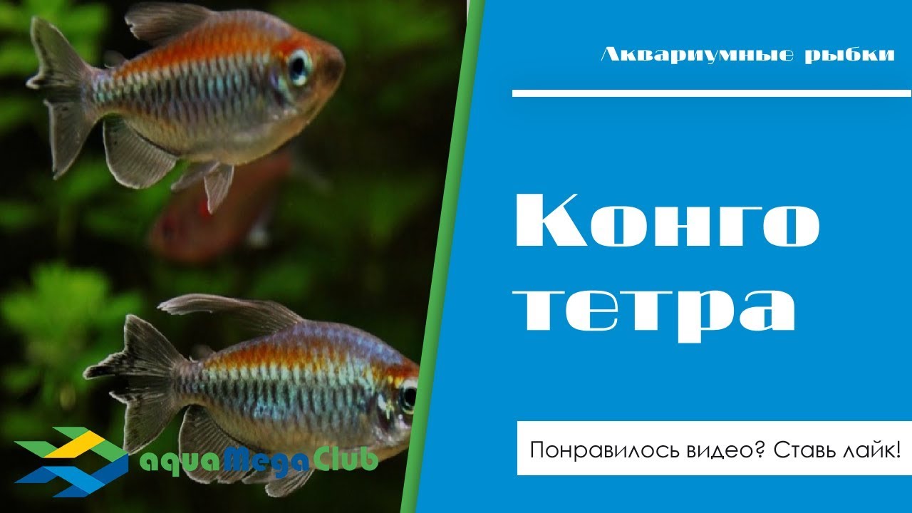Конго тетра (радужная) - невероятно красивая аквариумная рыбка