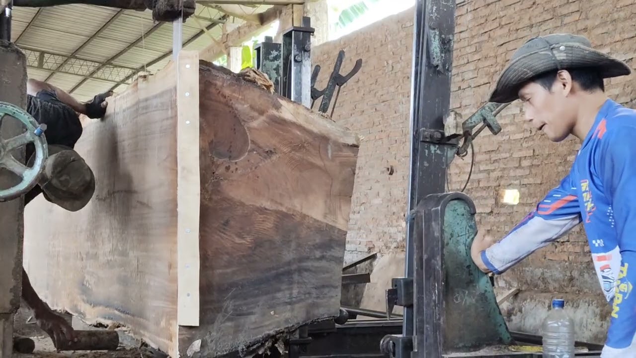 Pecahkan rekor !! Kayu besar terdapat serat emas,  pemilik kayu langsung girang gembira di sawmill