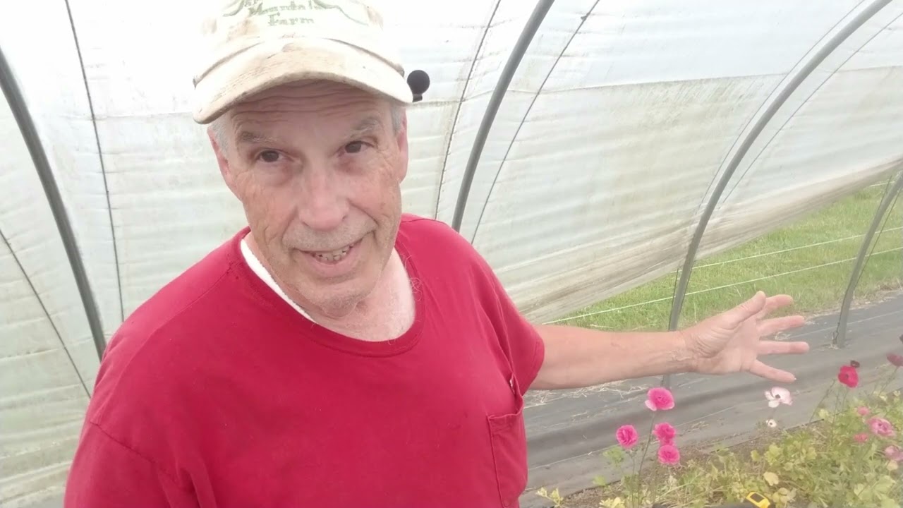 Harvesting Ranunculus