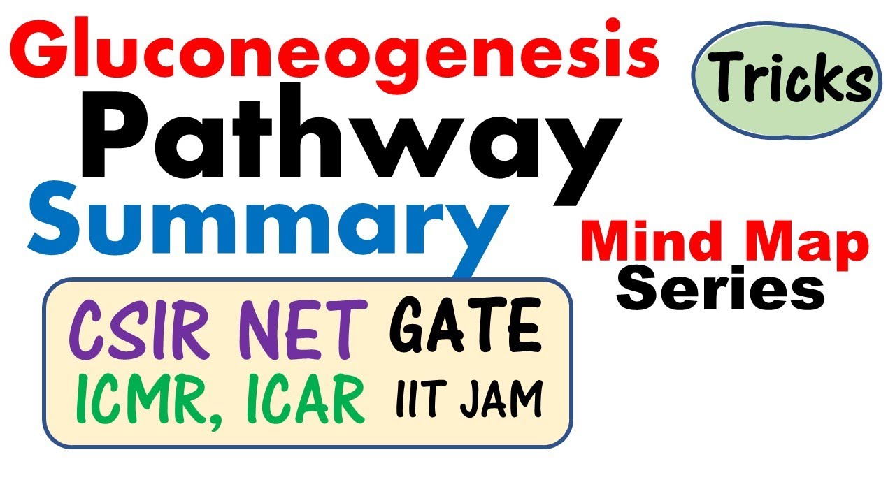 Gluconeogenesis biochemistry pathway and regulation | CSIR NET, GATE, ICMR JRF, IIT JAM