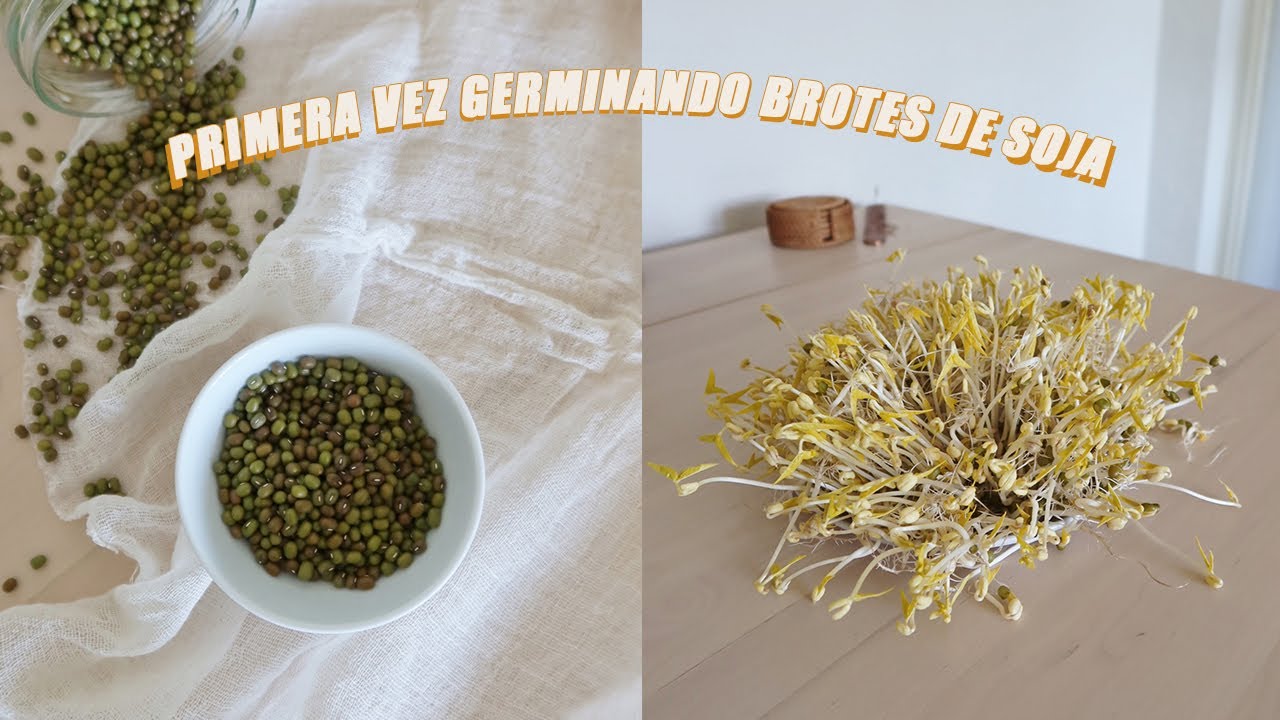 Germinando BROTES DE SOJA en Casa  por Primera Vez 🌱