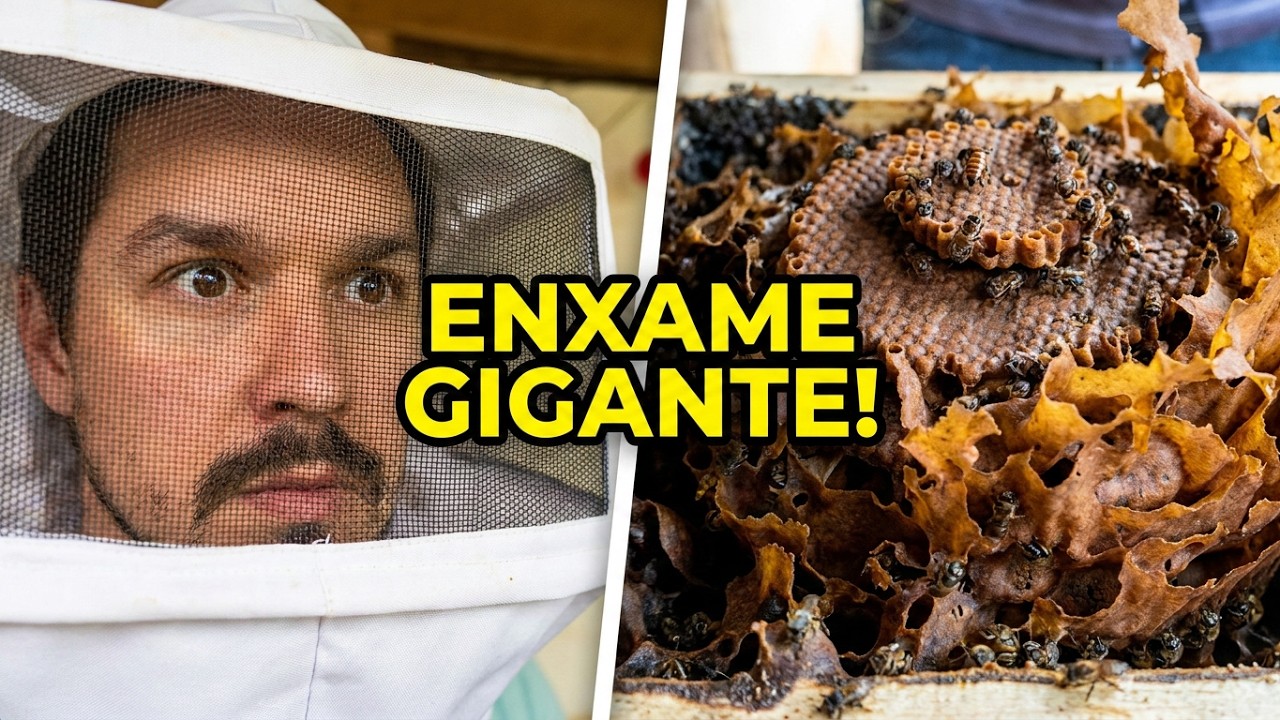 Divisão de Abelha Mandaguari Preta (Scaptotrigona Postica) ENXAME  FORTÍSSIMO