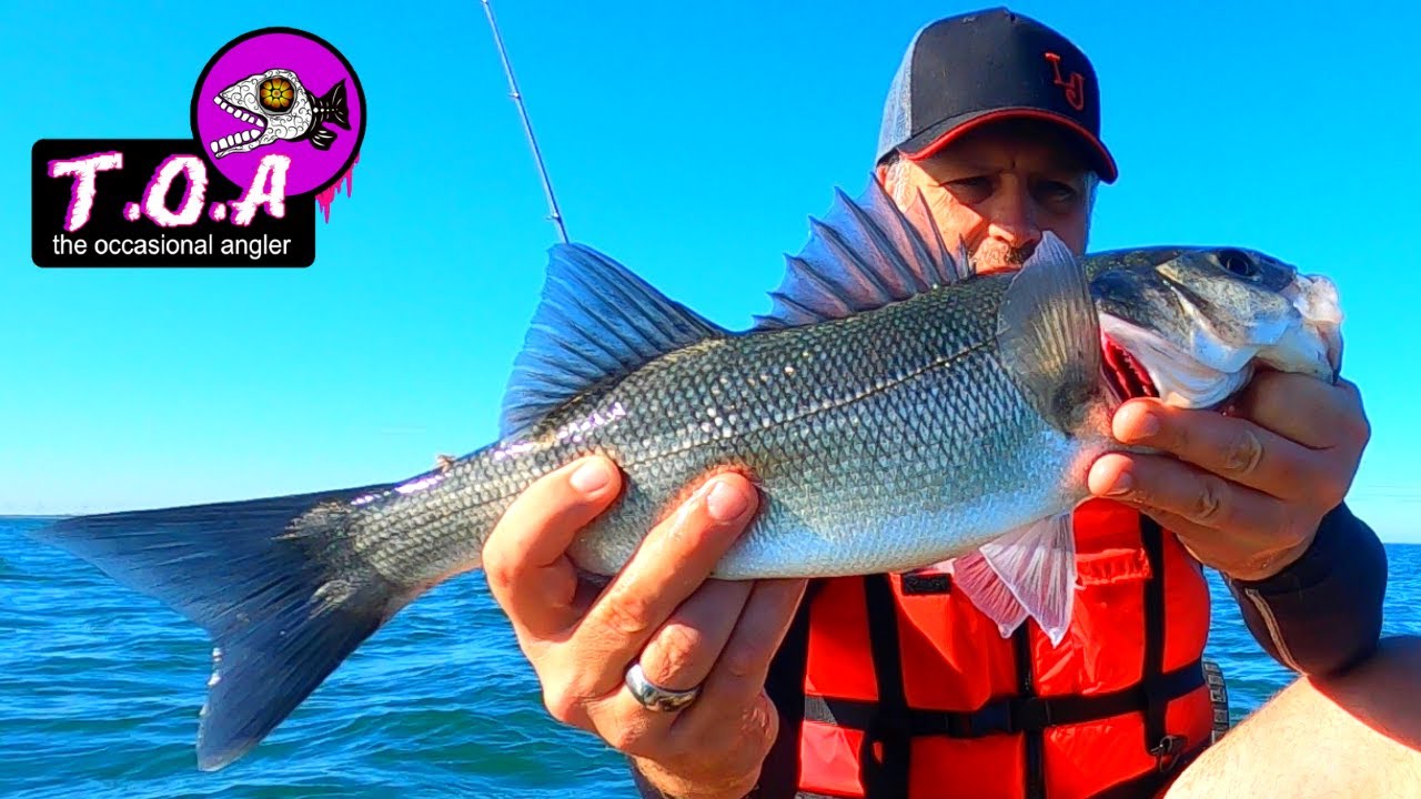 lure fishing kent oyster beds for Bass