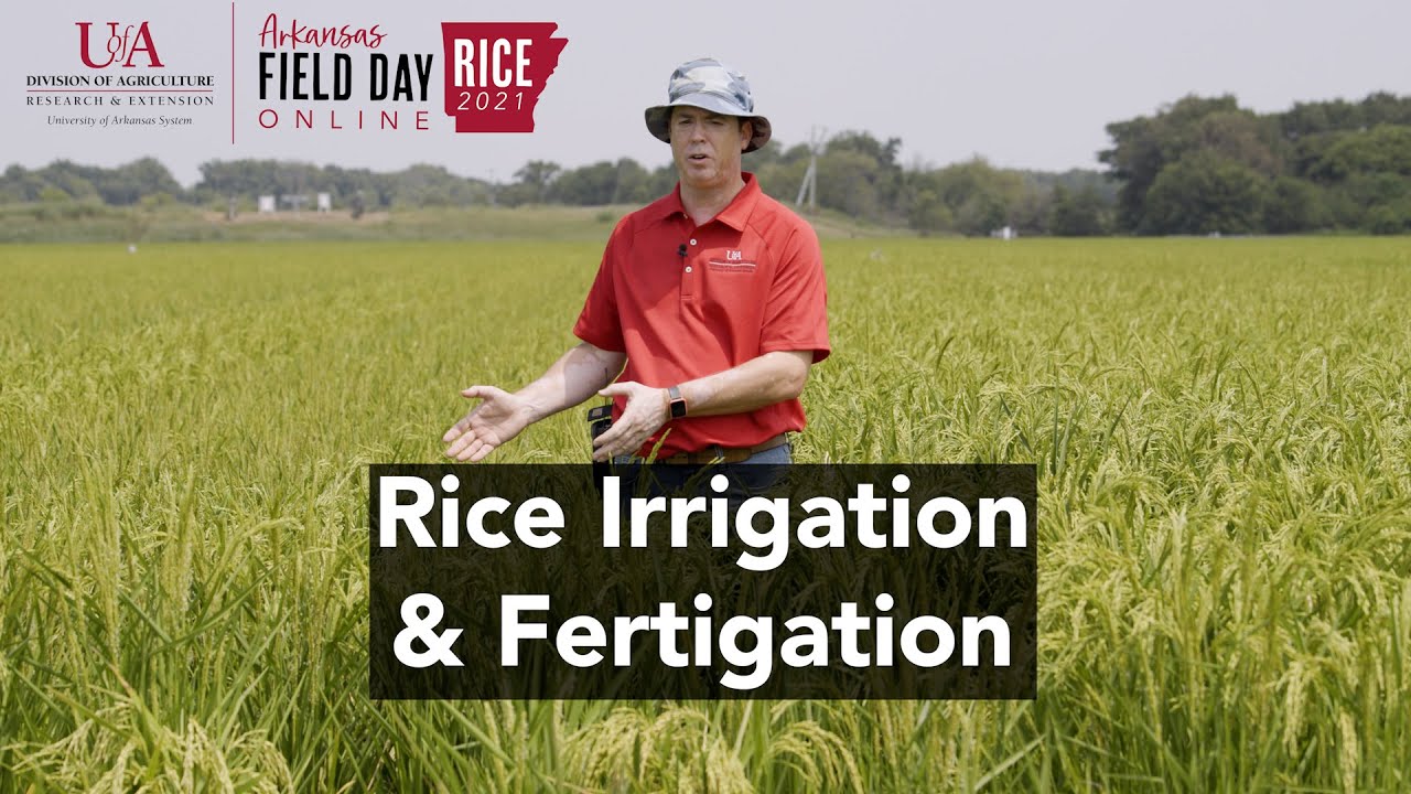 2021 Arkansas Rice Field Day: Irrigation & Fertigation