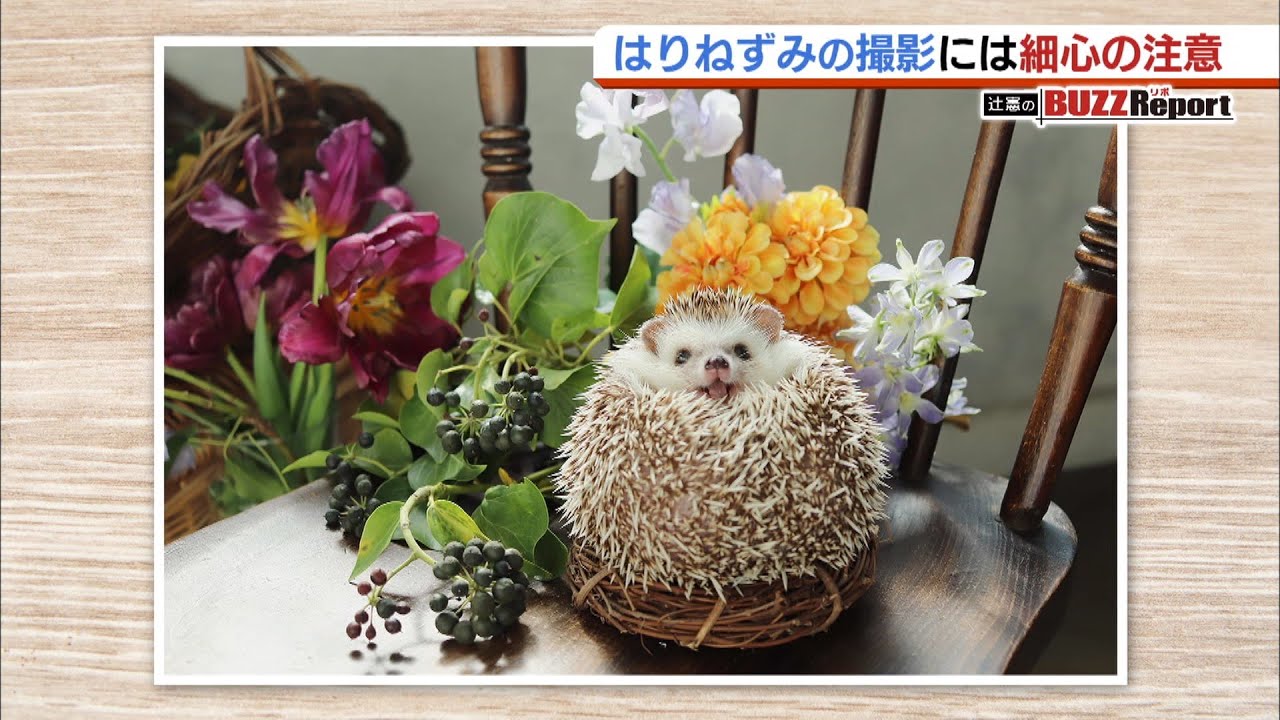 トゲもふ！で人気の「ハリネズミ」 “愛されている表情”を撮り続ける写真家のこだわりとは？（2020年1月30日）