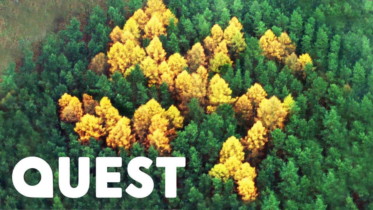 Where Did The Mysterious Swastika In This Forest Come From? | What On Earth?