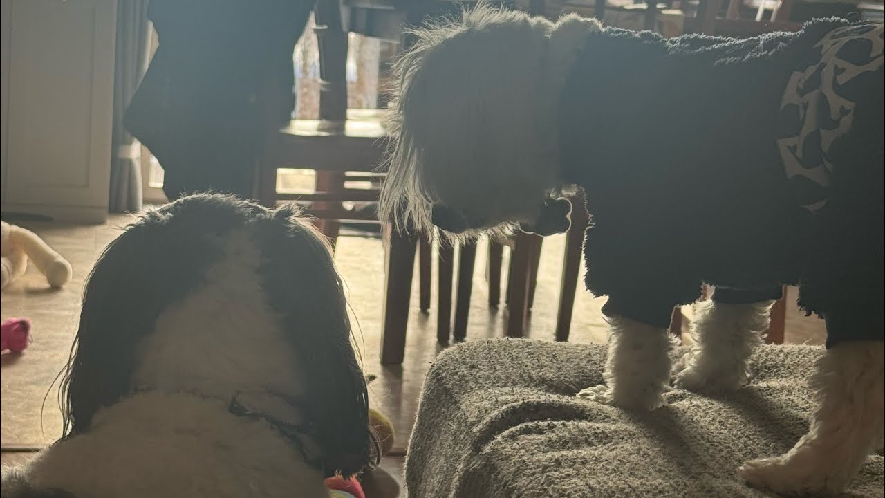 Norman and Lucy, January 2026 ￼