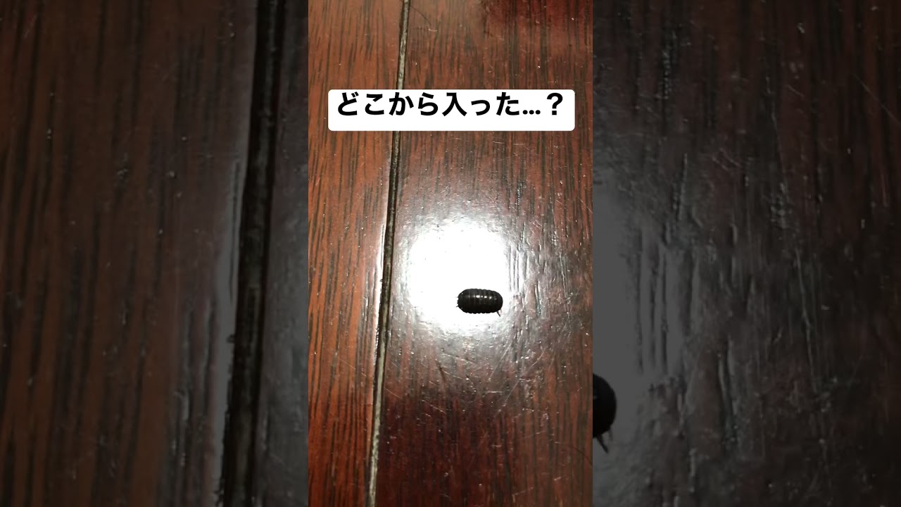 【なぜ？】家の中にダンゴムシが侵入してたんだけど&hellip;